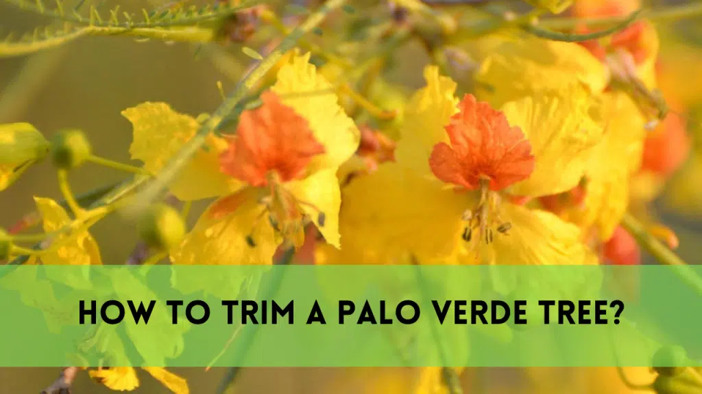 Trim a palo verde tree